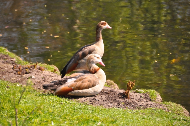 egyptian goose, egyptian geese-3.JPG - EGYPTIAN GEESE - REGENTS PARK - APRIL 2010